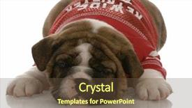  Presentation with english bulldog - Audience pleasing PPT layouts consisting of watch dogs game - english bulldog puppy with red backdrop and a tawny brown colored foreground