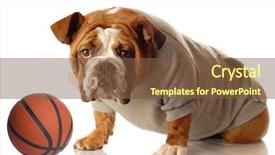  Presentation with english bulldog - Presentation theme having watch dogs game - english bulldog wearing sweatsuit background and a tawny brown colored foreground