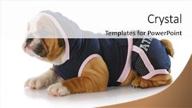  Presentation with english tenses - Slide deck with watch dogs game - female english bulldog puppy wearing background and a white colored foreground