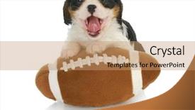  Presentation with king - Presentation theme featuring watch dogs game - funny puppy- cavalier king charles background and a  colored foreground