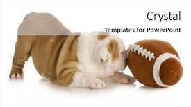  Presentation with english bulldog - Cool new slides with watch dogs game - playful puppy - english bulldog backdrop and a  colored foreground