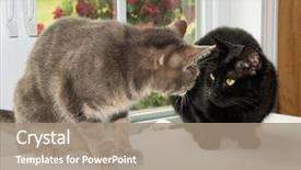  Presentation with cats - Slide deck having watch others - two cats looking at each background and a  colored foreground