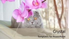  Presentation with pet - Colorful PPT layouts enhanced with watchful - cute curious pet resting backdrop and a mint green colored foreground