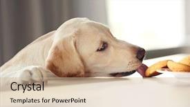  Presentation with cute cat and dog - Amazing presentation design having watchful - cute labrador dog eating tasty backdrop and a soft green colored foreground