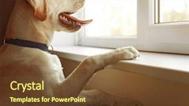  Presentation with dog house - Theme consisting of watchful - cute labrador dog looking background and a tawny brown colored foreground