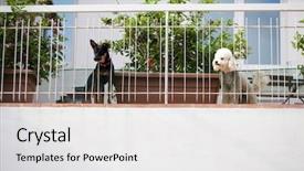  Presentation with war dog - Slide set featuring watchful - dog barking on balcony background and a light gray colored foreground