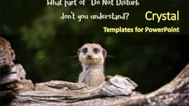  Presentation with funny - Slides featuring watchful - funny meerkat meme with text background and a wine colored foreground