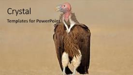  Presentation with south africa - Presentation theme having watchful - lappet-faced vulture torgos tracheliotus sitting background and a coral colored foreground