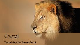  Presentation with male lion - Audience pleasing presentation theme consisting of watchful - portrait of a big male backdrop and a coral colored foreground