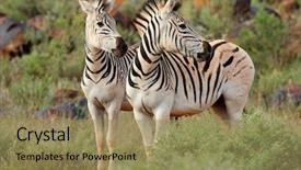  Presentation with south africa - Slides having watchful - two plains burchells zebras equus background and a coral colored foreground