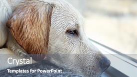  Presentation with dog house - Theme with watchful - wet labrador dog looking background and a gray colored foreground