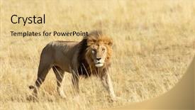  Presentation with male lion - Amazing slides having watchful adult male lion looking backdrop and a blonde colored foreground