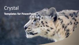  Presentation with alert - Colorful presentation theme enhanced with watchful-and-alert-adult-snow backdrop and a dark gray colored foreground