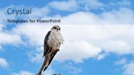  Presentation with kite - Presentation theme enhanced with watchful-black-winged-kite-elanus background and a  colored foreground