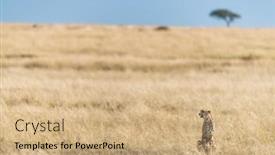  Presentation with cheetah - Cool new presentation theme with watchful-cheetah-acinonyx-jubatus backdrop and a coral colored foreground