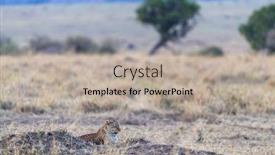  Presentation with termite - Presentation theme consisting of watchful-female-leopard-lays background and a mint green colored foreground