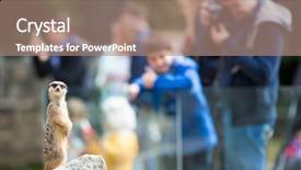  Presentation with monitoring - Audience pleasing PPT theme consisting of watchful meerkat in a zoo backdrop and a coral colored foreground