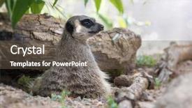  Presentation with indigenous - Audience pleasing presentation theme consisting of watchful meerkat keeps a lookout backdrop and a tawny brown colored foreground