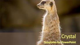  Presentation with corrections officer prison guard 3d - PPT theme with watchful meerkats standing guard surikate background and a  colored foreground