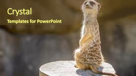  Presentation with zoo - PPT theme featuring watchful meerkats standing guard surikate background and a tawny brown colored foreground