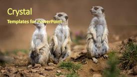  Presentation with corrections officer prison guard 3d - Amazing presentation theme having watchful meerkats standing guard backdrop and a tawny brown colored foreground