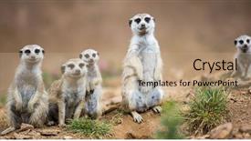  Presentation with corrections officer prison guard 3d - Beautiful slides featuring watchful meerkats standing guard backdrop and a coral colored foreground