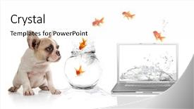  Presentation with goldfish - Cool new presentation with watching goldfish escaping the virtual backdrop and a white colored foreground