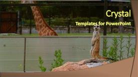  Presentation with wild west for - Audience pleasing slide set consisting of watching little wild suricate meerkat backdrop and a wine colored foreground