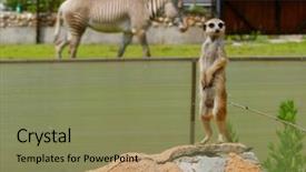  Presentation with wild west for - Presentation theme consisting of watching little wild suricate meerkat background and a coral colored foreground
