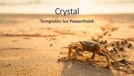  Presentation with crab - Cool new presentation design with crab on the coast sea in the tropics backdrop and a lemonade colored foreground