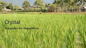  Presentation with water bamboo - Presentation design with water bamboo zizania latifolia farm background and a yellow colored foreground