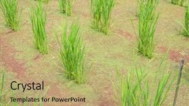  Presentation with water agriculture - Slide set with water bamboo zizania latifolia farm background and a coral colored foreground