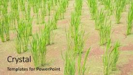  Presentation with water bamboo - Colorful presentation design enhanced with water bamboo zizania latifolia farm backdrop and a yellow colored foreground