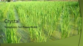  Presentation with water bamboo - Slide set having water bamboo zizania latifolia farm background and a yellow colored foreground