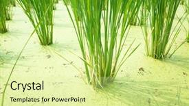  Presentation with water bamboo - Presentation design featuring water bamboo zizania latifolia farm background and a blonde colored foreground