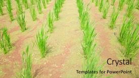  Presentation with water bamboo - Cool new PPT theme with water bamboo zizania latifolia farm backdrop and a yellow colored foreground