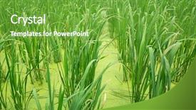  Presentation with water bamboo - Slide set enhanced with water bamboo zizania latifolia farm background and a seafoam green colored foreground