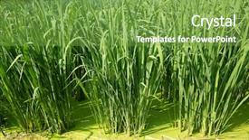  Presentation with water bamboo - Amazing presentation design having water bamboo zizania latifolia farm backdrop and a seafoam green colored foreground