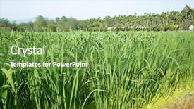  Presentation with water bamboo - Presentation theme consisting of water bamboo zizania latifolia farm background and a seafoam green colored foreground