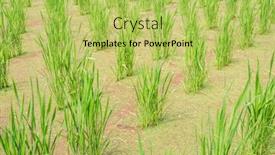  Presentation with water bamboo - Presentation design consisting of water-bamboo-zizania-latifolia-farm background and a yellow colored foreground