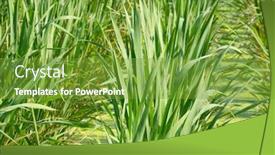  Presentation with water bamboo - Presentation with water-bamboo-zizania-latifolia-farm background and a tawny brown colored foreground