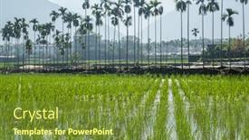  Presentation with water bamboo - Audience pleasing slide set consisting of water-bamboo-zizania-latifolia-farm backdrop and a tawny brown colored foreground