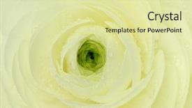  Presentation with flower - Colorful slide deck enhanced with water baptism - beautiful wet white flower macro backdrop and a blonde colored foreground