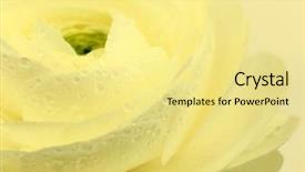  Presentation with baptism - Audience pleasing presentation design consisting of water baptism - beautiful wet white flower macro backdrop and a blonde colored foreground