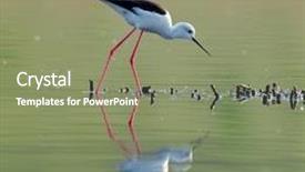  Presentation with water birt - PPT layouts with water bird - black winged stilt himantopus himantopus background and a seafoam green colored foreground