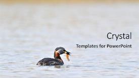  Presentation with lake fish - Theme with water bird on the lake background and a  colored foreground