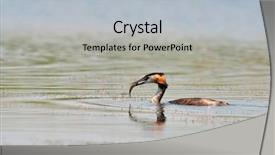  Presentation with lake fish - Presentation theme enhanced with water bird on the lake background and a light gray colored foreground