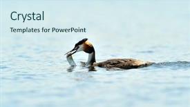  Presentation with lake fish - Slide deck featuring water bird on the lake background and a sky blue colored foreground