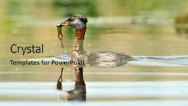  Presentation with water birt - Presentation having pair of wineglasses and grapes background and a soft green colored foreground