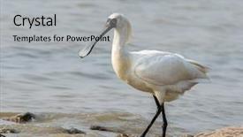  Presentation with birds - Audience pleasing PPT theme consisting of water birds - black-faced spoonbill backdrop and a light gray colored foreground